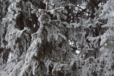 Close-up of frost on rock in winter