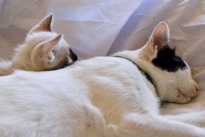 Close-up of cat sleeping on bed