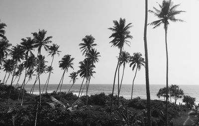 Palm trees on beach against sky