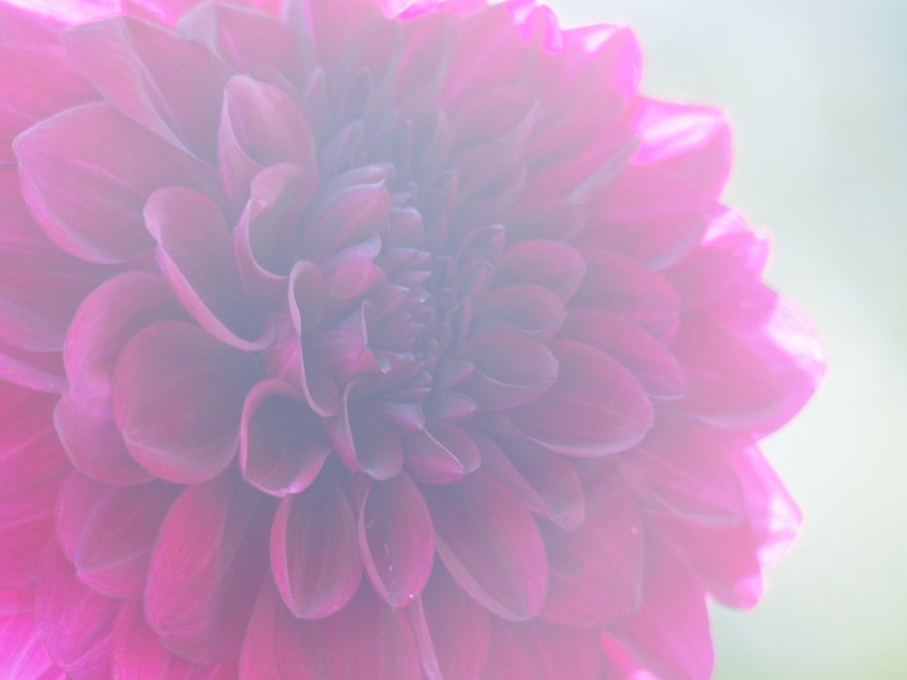 flower, petal, freshness, flower head, fragility, beauty in nature, growth, close-up, nature, blooming, pink color, plant, in bloom, blossom, single flower, focus on foreground, no people, outdoors, softness, day