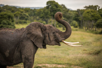 Herd of elephants in africa walking through the grass in tarangire national park