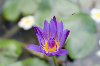 Close-up of crocus blooming outdoors