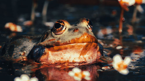 Closeup of a rana chensinensis frog face and eyes. a frog eyes close up view