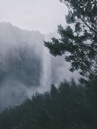 Low angle view of trees in forest against sky