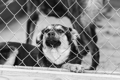 Portrait of dog looking through chainlink fence