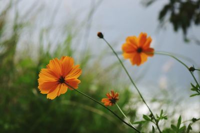 Close-up of orange cosmos flowers blooming outdoors