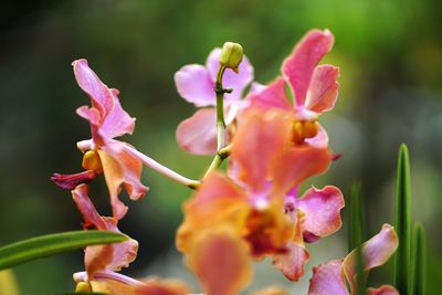 Close-up of pink flowering plant