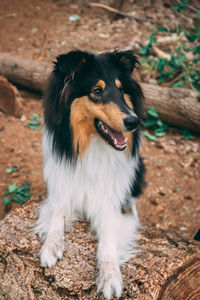 High angle view of dog looking away