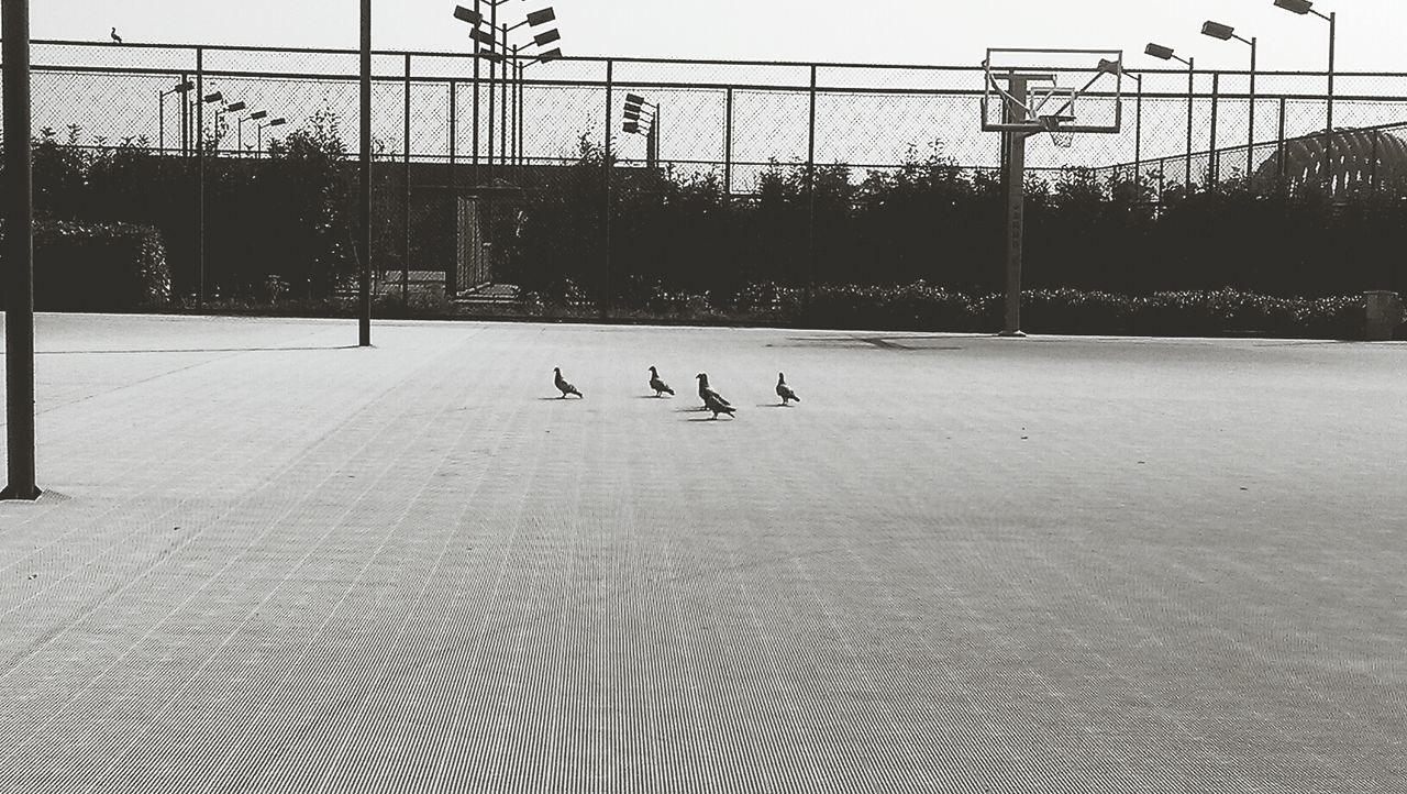 animal themes, bird, animals in the wild, wildlife, water, flock of birds, one animal, tree, fence, medium group of animals, duck, nature, silhouette, clear sky, two animals, outdoors, perching, day, river