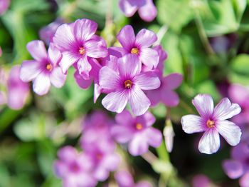 Close-up of purple flowers