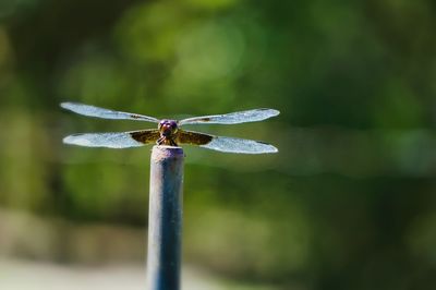 Close-up of dragonfly