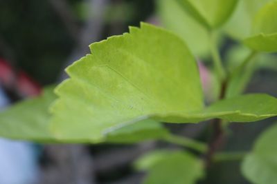 Close-up of green leaf