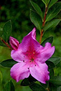 Close-up of pink flowers