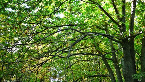 Low angle view of trees