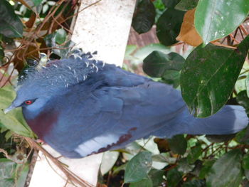 Close-up of bird perching on a plant