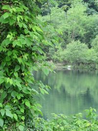 Scenic view of lake amidst trees in forest