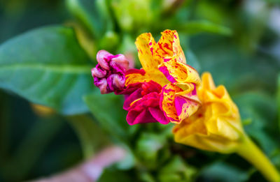 Close-up of pink flower