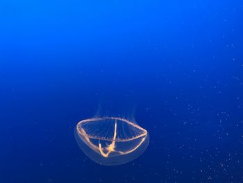 Close-up of jellyfish swimming in sea