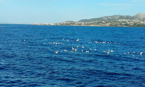 Swan swimming in sea against clear sky