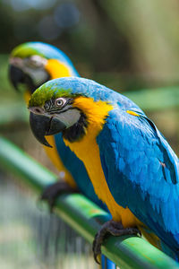 Close-up of blue parrot perching on branch