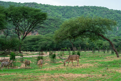 Horses grazing in a field