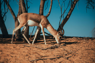 View of a deer on a field in desert