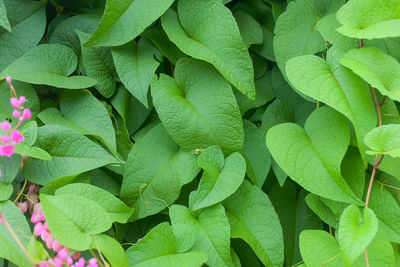 Full frame shot of green leaves