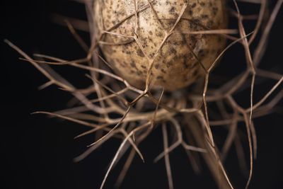 Close-up of plant against blurred background