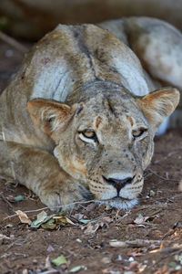 Lioness lying down on the ground