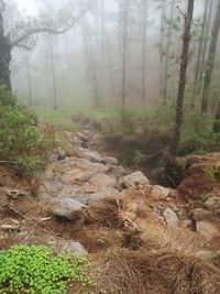 Trees in forest