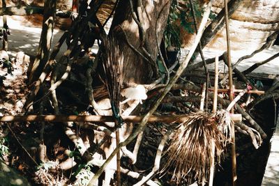 Close-up of dried leaves on tree trunk