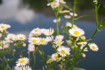 Close-up of yellow flowering plant