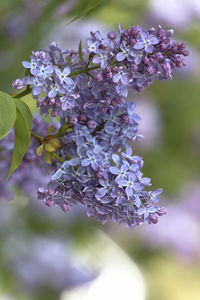 Close-up of purple flowering plant