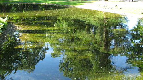 Reflection of trees in lake