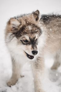 Dog on snow field, snow in fur