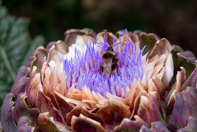 Close-up of bee on purple flowers