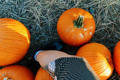 High angle view of pumpkins on field