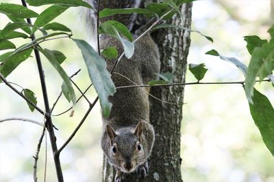 Close-up of squirrel on tree