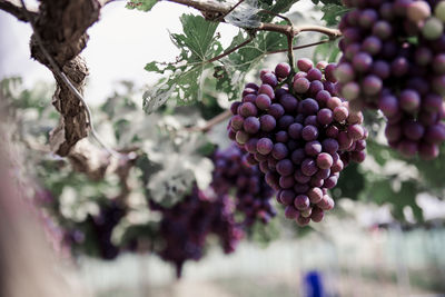 Close-up of berries growing on tree