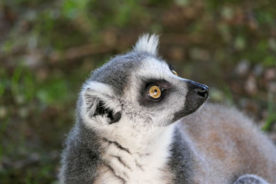 Close-up of a lemur looking away