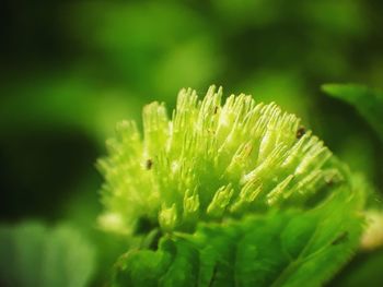 Close-up of green leaves