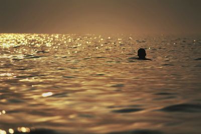 Close-up of ducks swimming in sea at sunset