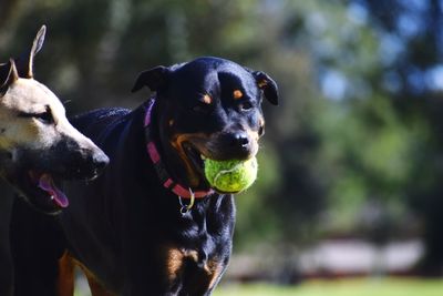 Close-up of a dog looking away