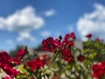 Close-up of red bougainvillea blooming against sky