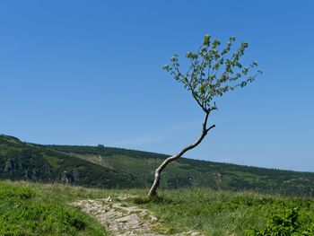 Plant on field against clear blue sky