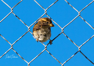 Bird perching on chainlink fence