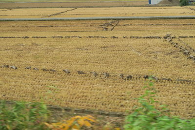 Scenic view of agricultural field