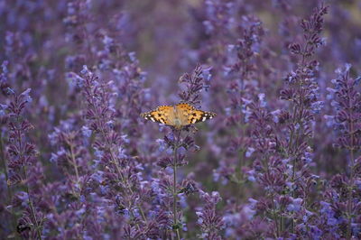 Close-up of butterfly pollinating on purple flowering plant