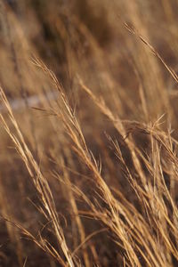 Close-up of wheat field