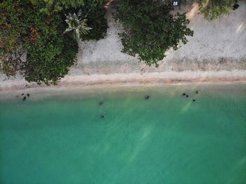 Aerial view of sea against trees